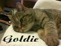 Goldie